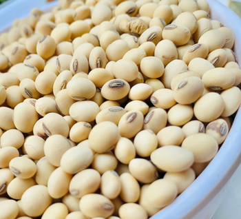 Soybeans - Almubarak Multipurpose Venture  - Nigeria